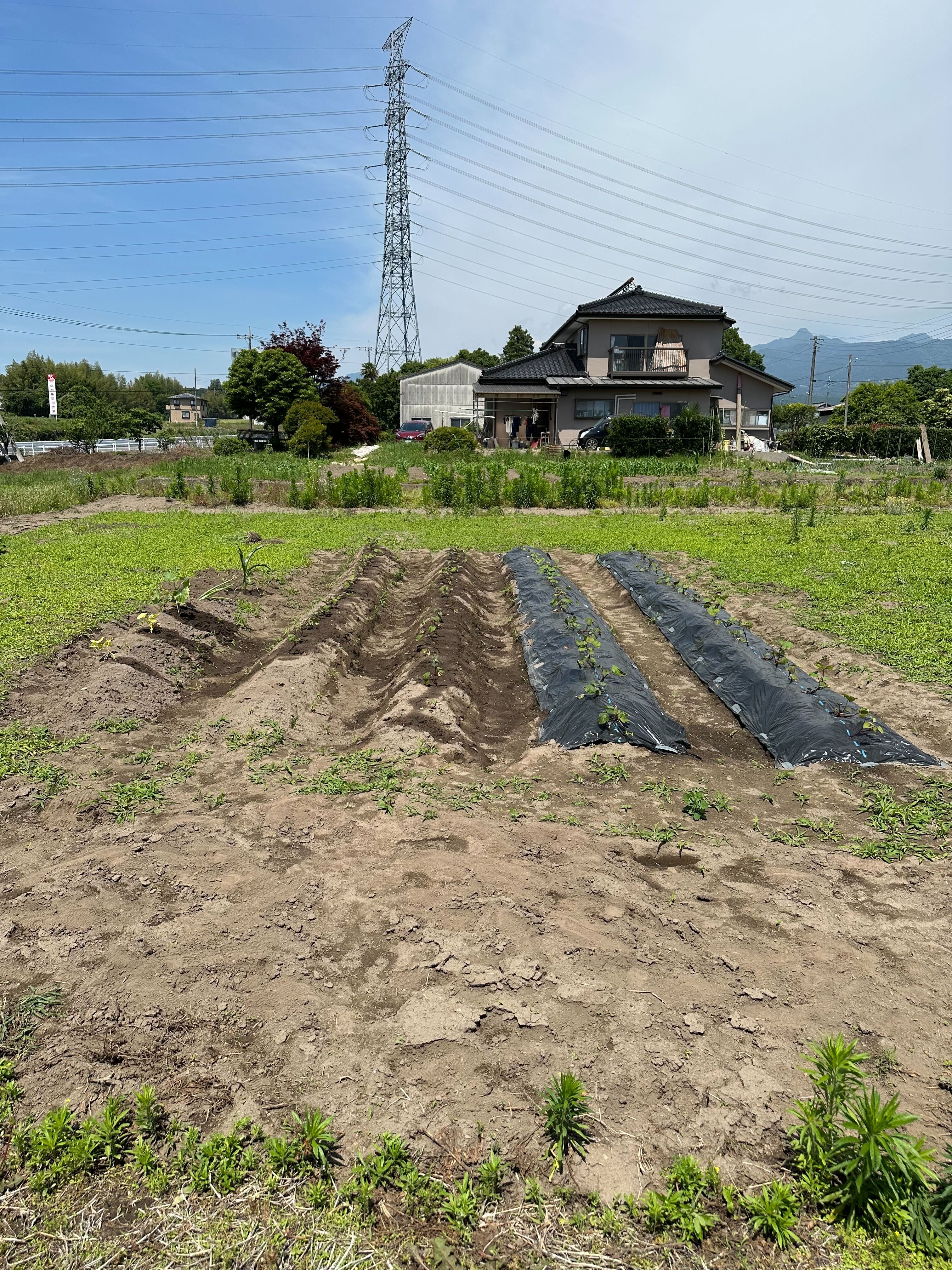 このような畑ではペイしない